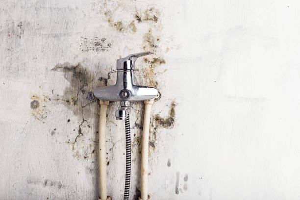 Best Toxic Mold Removal  in Montrose, MN