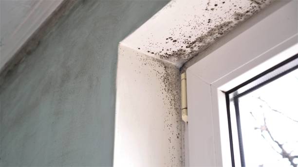 Professional Mold Removal in Montrose, MN
