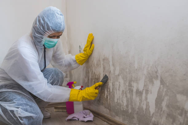 Best Crawl Space Mold Removal  in Montrose, MN