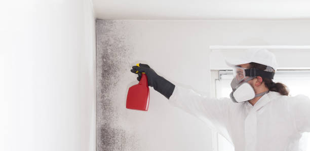 Best Professional Mold Removal  in Montrose, MN