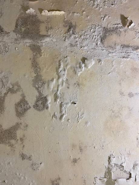 Best Home Mold Removal  in Montrose, MN