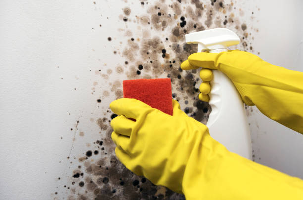 Mold Testing and Removal in Montrose, MN