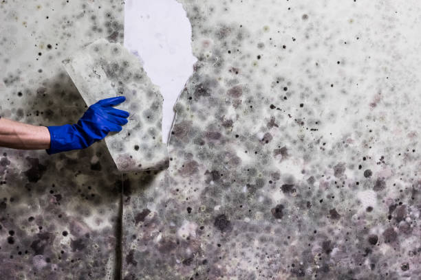 Best Mold Removal Near Me  in Montrose, MN