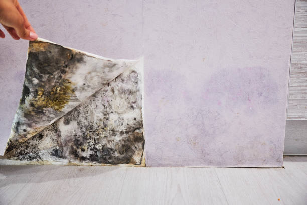 Best Mold Testing  in Montrose, MN